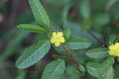 Corchorus trilocularis